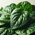 fresh spinach leaves